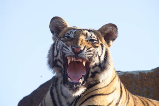 Zuid-Afrika - Tijger @tygercanyon Karoo