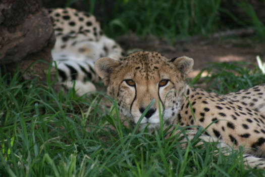 Pretoria - Lion Park Pretoria, Zuid-Afrika