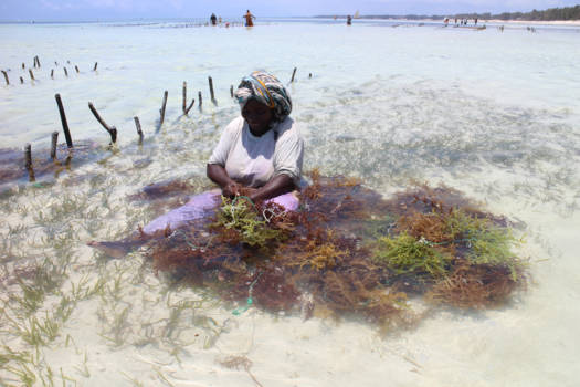 Stranden van Zanzibar - Het warme en vriendelijke Zanzibar