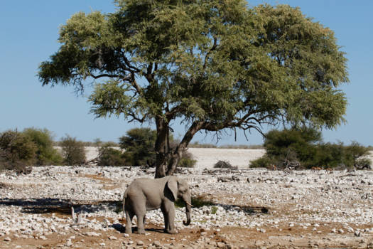 Etosha National Park - Rust evenwicht