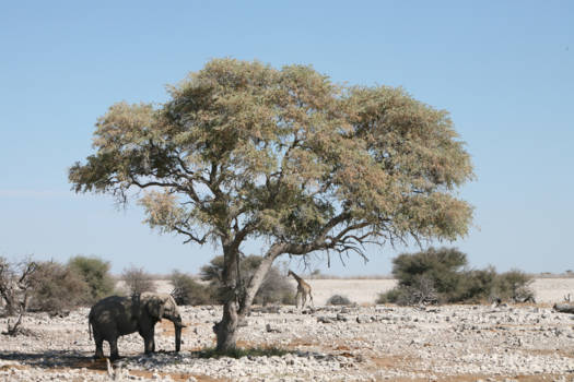 Etosha National Park - "De wondere wereld van moeder natuur"