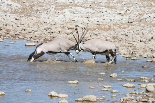 Namibië - 2 giganten