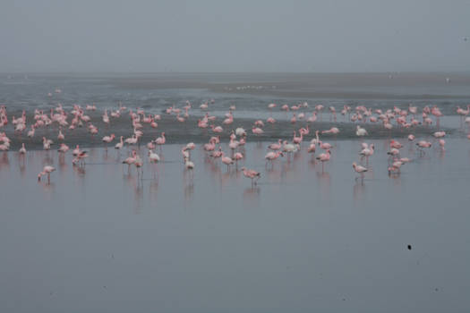 Namibië - Flamingoland