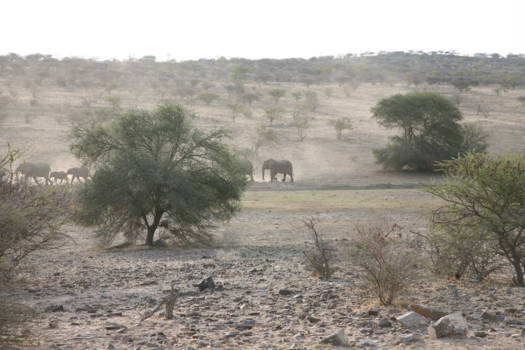 Namibië - Olifantentrek