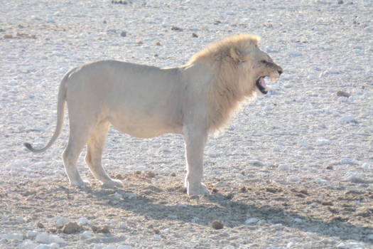 Etosha National Park - take a break!