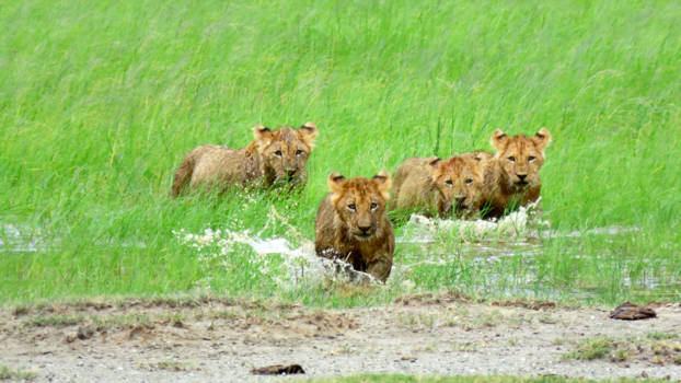 Ngorongoro krater - On our way!