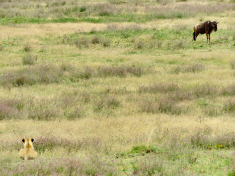 Serengeti National Park - Lunch Time