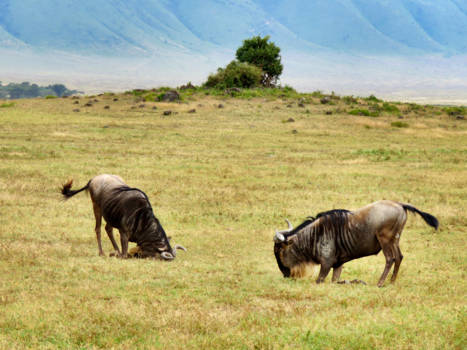 Ngorongoro krater - Take a bow