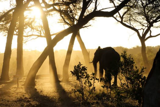 Hwange National Park - Elephant at beautiful sunset #goldenhour