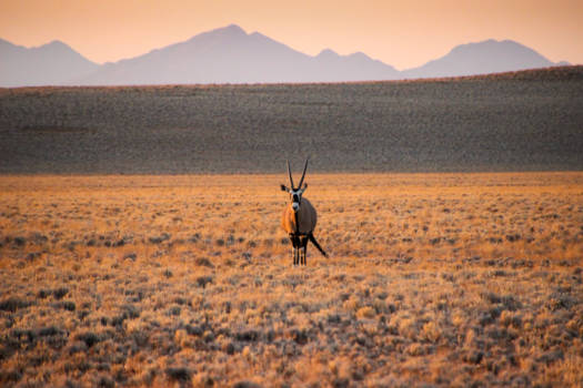 Namibië - Oryx with sunrise