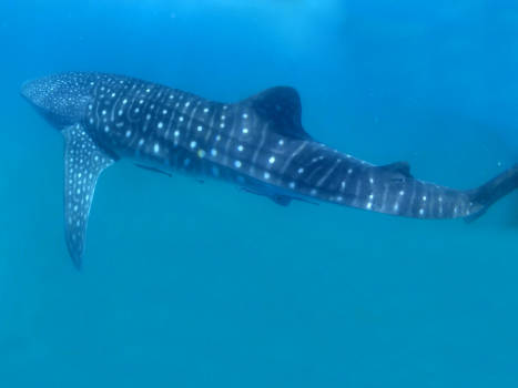 Tofo en Inhambane - Whaleshark, Tofo Mozambique