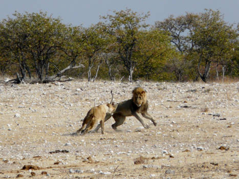 Namibië - Lions chasing, Rietfontein Namibia