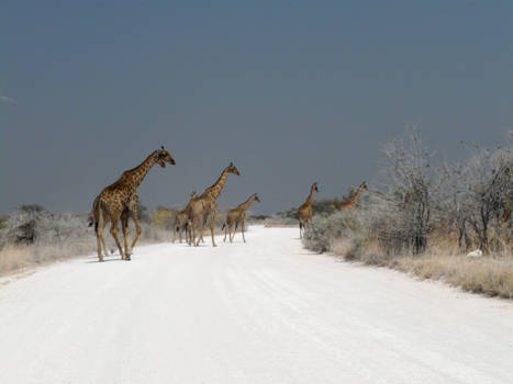 Namibië - Giraffes on salt road, Kalkheuwel Namibia