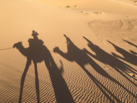 Marokko - Kamelen tocht