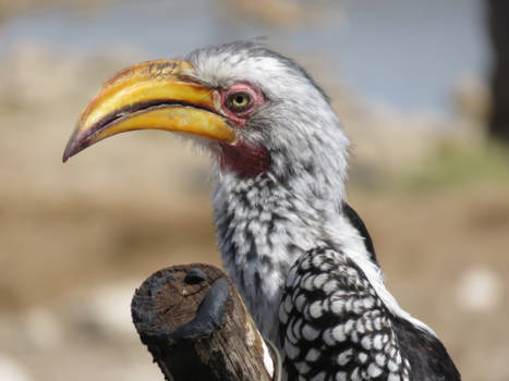 Botswana - Fluing banana