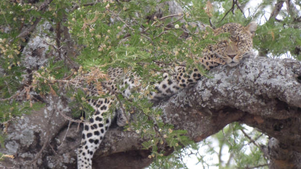 Serengeti National Park - uitbuiken na het eten