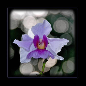 Seychellen - Natural beauty