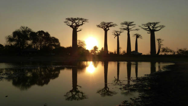 Avenue of the Baobabs - Mooi Madagascar bij de Avenue de baobab