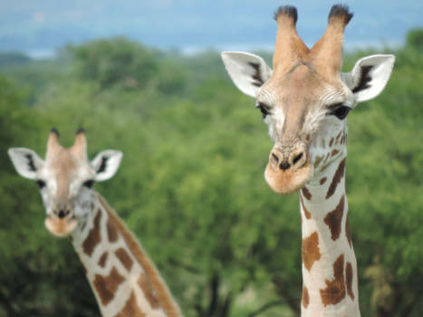 Murchison Falls national park - Giraffen in Murchison Falls NP