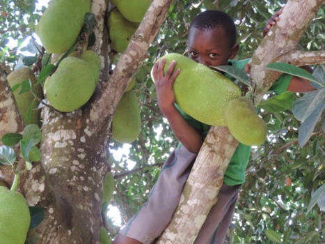 Murchison Falls national park - Jackfruit al rijp?