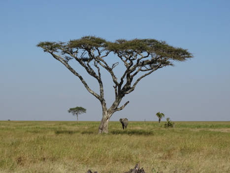 Serengeti National Park - Hoe je tegelijk groot, maar ook klein kan zijn