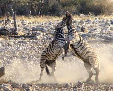 Namibië - puberende zebra s
