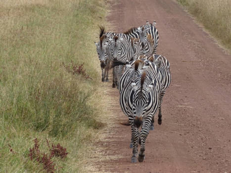 Ngorongoro krater - Over het zebrapad.