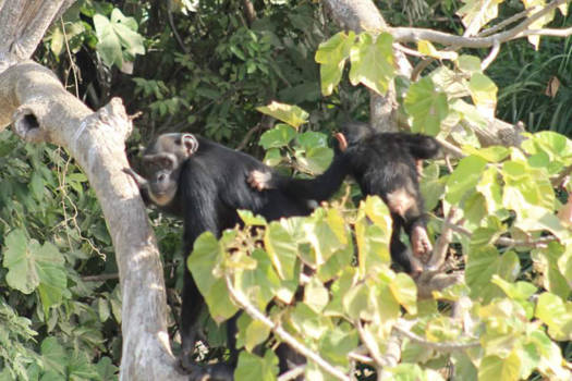 Gambia - Baboonisland