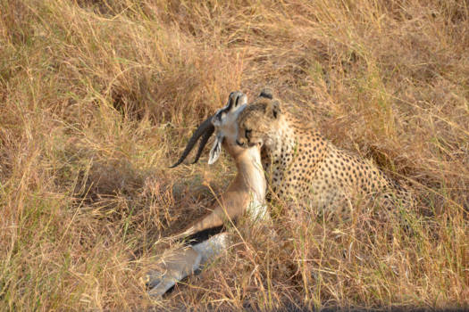 Serengeti National Park - Puur natuur - het ultieme safarimoment