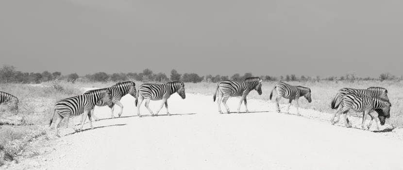 Etosha National Park - Zebrapad