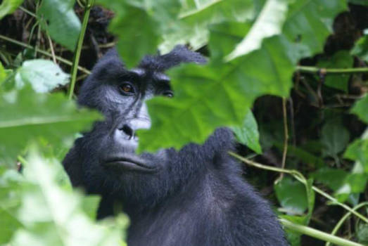 Oeganda - Gorilla in het groen