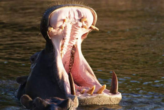 Botswana - Gapend nijlpaard