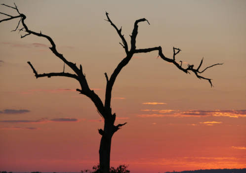 Chobe National Park - 's morgens vroeg