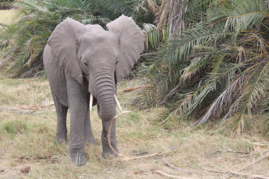 Kenia - Olifant in het wild