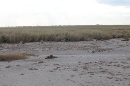 Kenia - Ze liggen er echt 5 leeuwen
