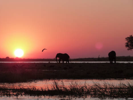 Chobe National Park - De dag voorbij...