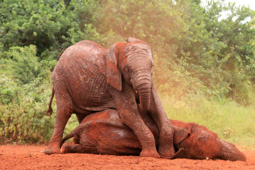 Kenia - Olifanten weesjes