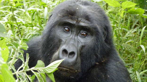 Uganda National Museum - Mountin Gorilla Uganda