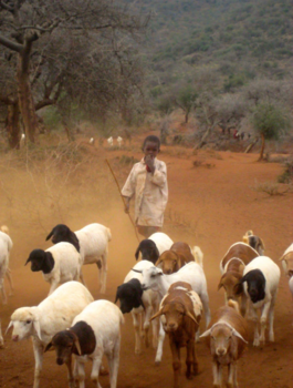 Tanzania - Masai meisje begeleidt de geiten terug naar het dorp