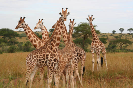 Oeganda - Safari Murchison Falls