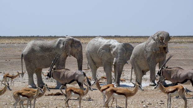 Etosha National Park - Zo hoort onze natuur en wildlife te zien, ongestoord.