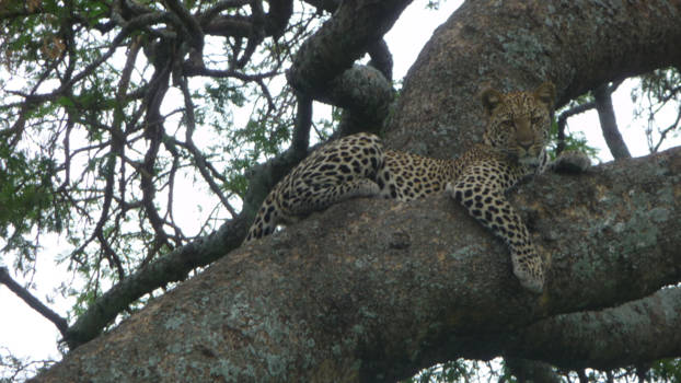 Kenia - prive safari kenia/tanzania