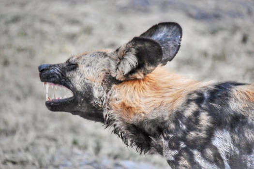 Chobe National Park - Wild dogs @ Chobe