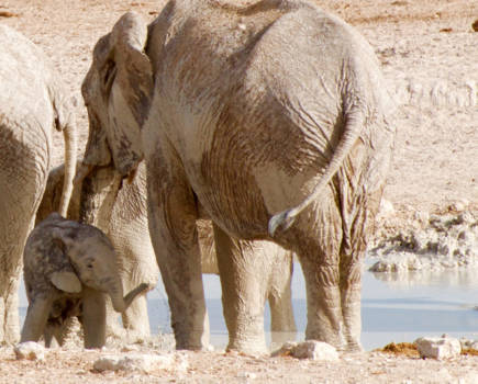 Namibië - Kwetsbaar