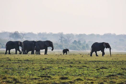 Botswana - Elephants @ Chobe