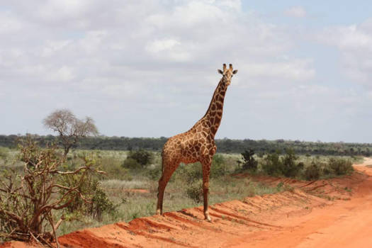 Kenia - Safari zo mooi