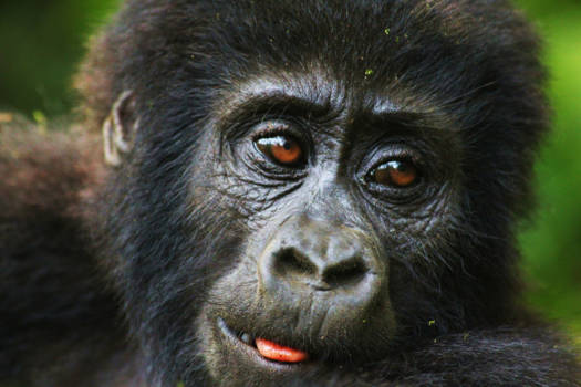 Bwindi Impenetrable National Park - Bijzondere ontmoeting