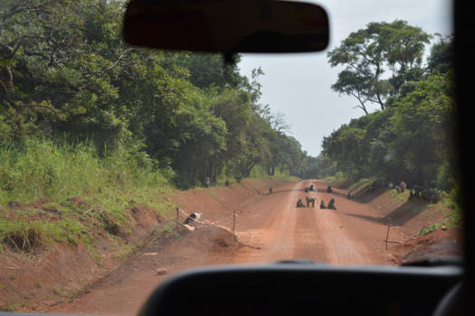 Murchison Falls national park - Apen op de weg bij de entree van Murchison Falls