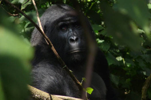 Oeganda - Face to face with a silverback!