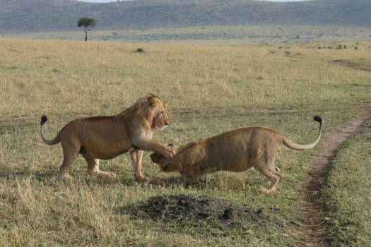 Kenia - Poesje mauw kom eens gauw..